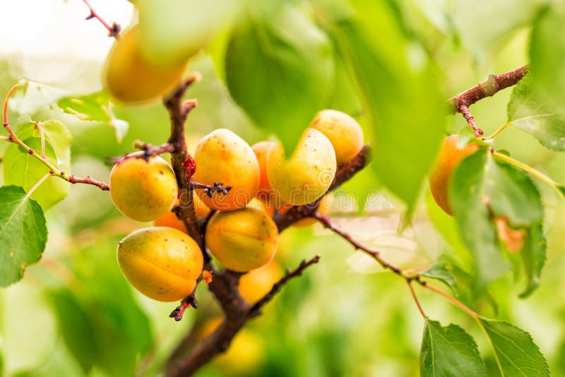 Ripe Apricots Growing on a Branch Stock Image Image of nature, leaf 32468365