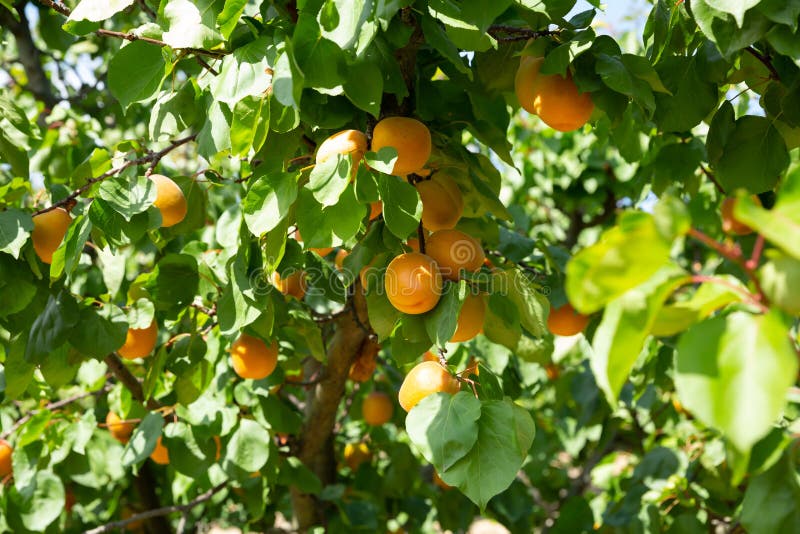 Apricots on Trees at Fruit Plantation Stock Photo Image of seeds