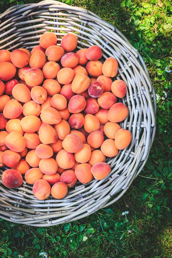 Ripe Apricots in a Wicker Basket on Green Grass, Top View, Isolated