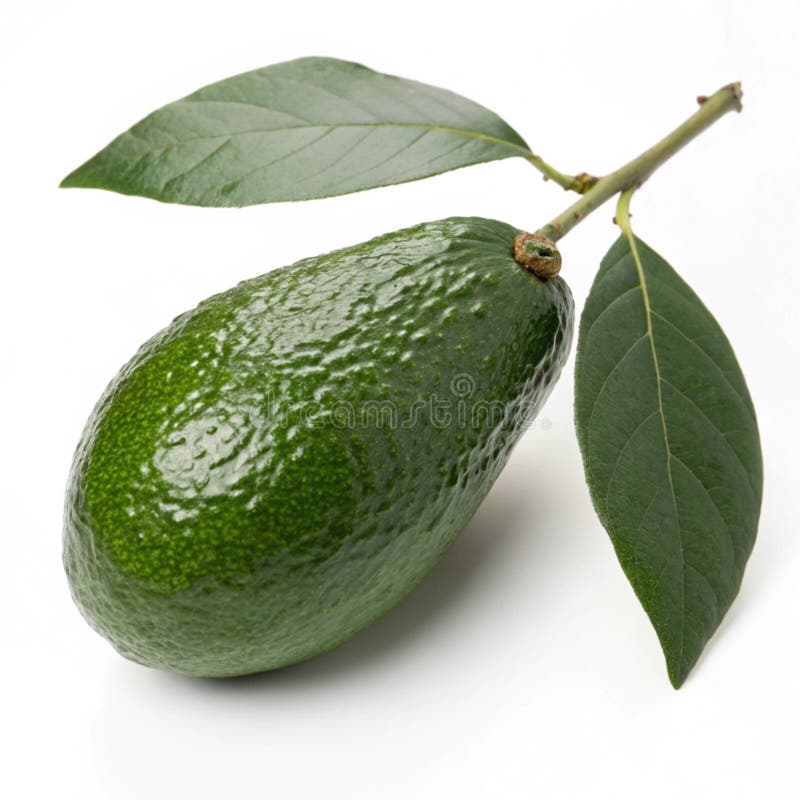 Ripe avocado isolerat på vit bakgrund stock illustrationer