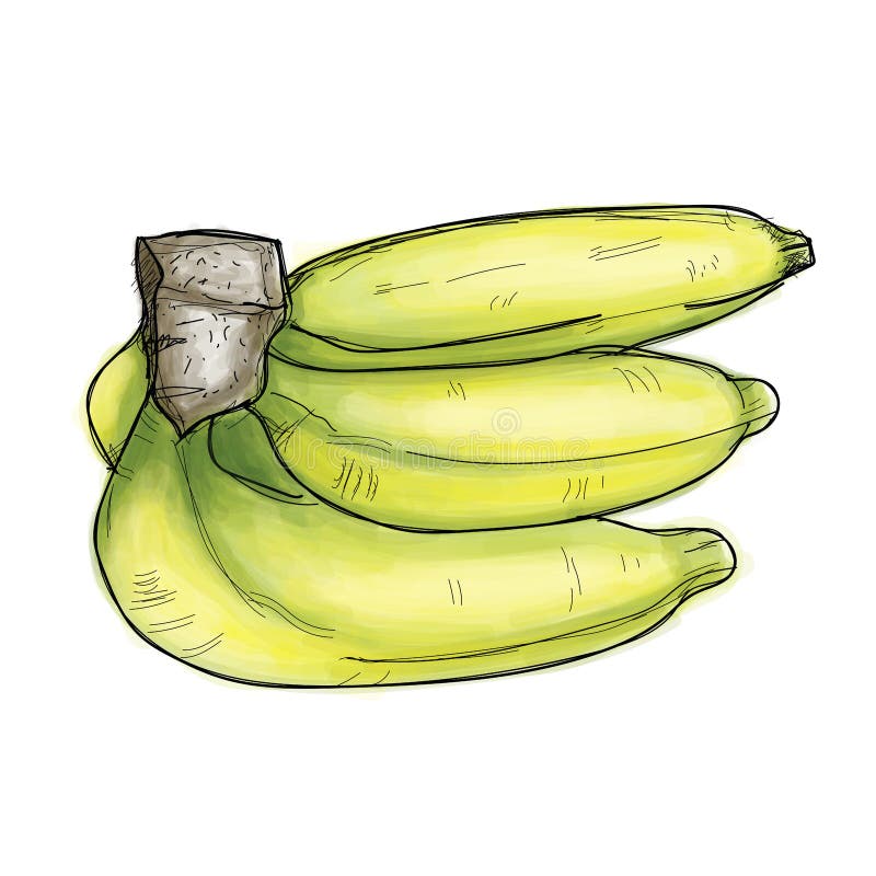 Ripe Bananas on a White Hand Drawing Stock Vector Illustration of
