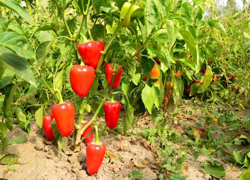 Ripe bell pepper planting in the garden. Growing, harvesting red bell peppers