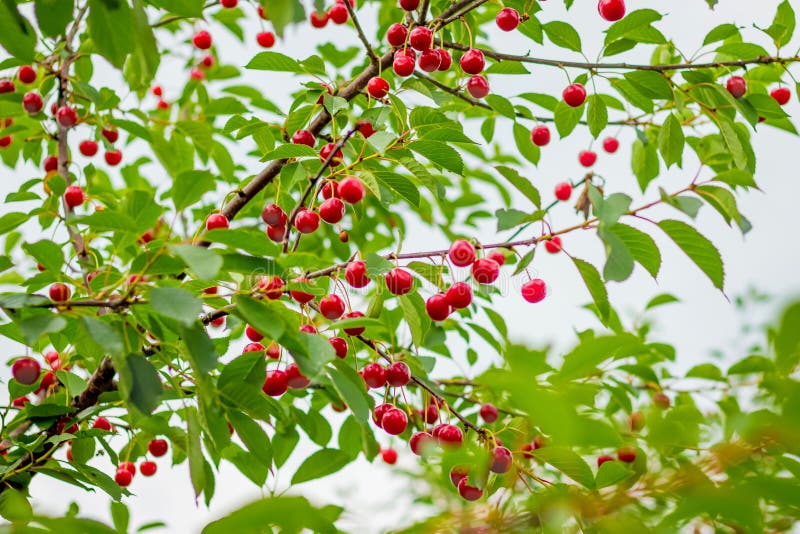 Ripe Berries Cherry On A Tree. Cultivation Of Cherries_ Stock Photo