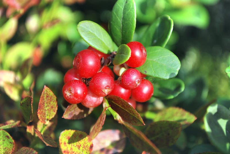 The ripe berries of cowberries