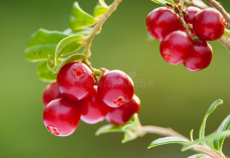 Ripe berries of cowberries growing in the forest