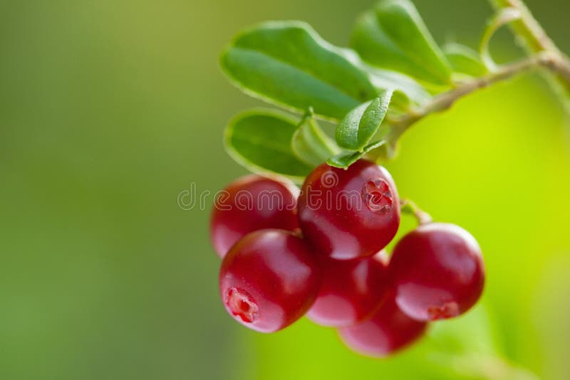 Ripe berries of cowberries growing in the forest