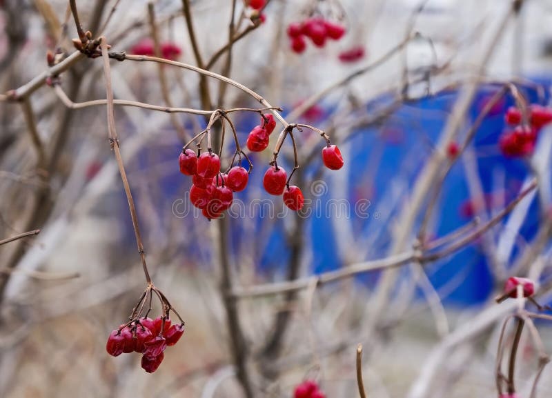 Ripe Berries of Viburnum on Branches without Leaves, Macro Stock Photo ...