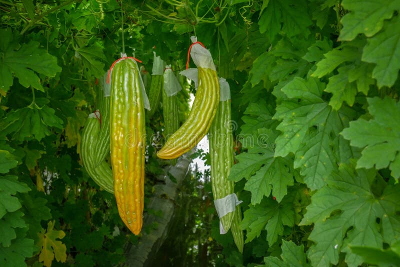 Ripe Bitter Melon with Orange Color Stock Photo Image of cultivation, fresh 105518794