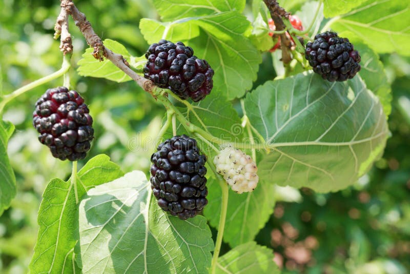 Ripe mulberries. stock image. Image of pile, ripe, sycamine - 36980361