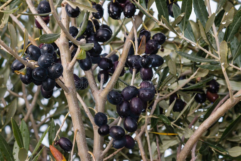 Ripe black olives on olive tree branch