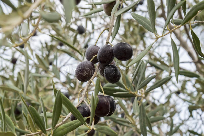Ripe Black Olives on the Tree Stock Photo Image of freshness, health