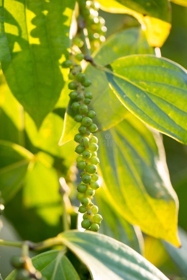 Ripe Black Pepper on the Tree. Stock Image Image of ripe, taste 214753529