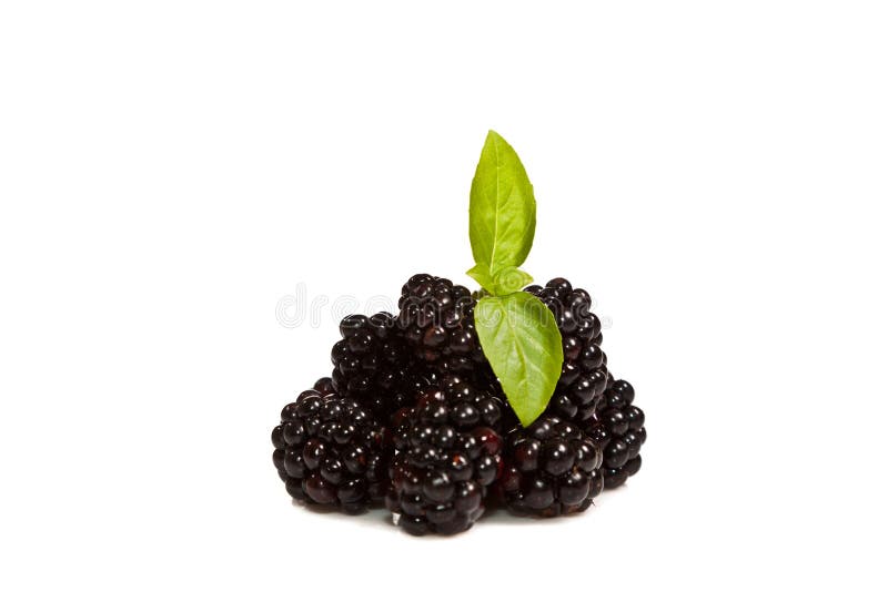 Ripe Black raspberries stock photography