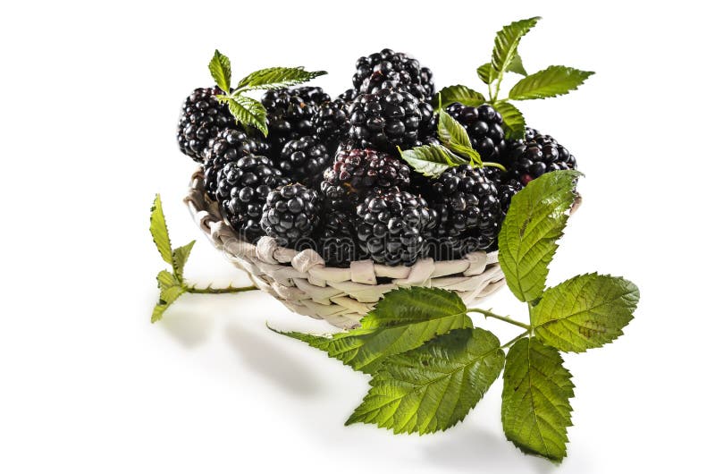 Ripe Blackberries with Leaves Stock Photo Image of eating, fruit 246510252