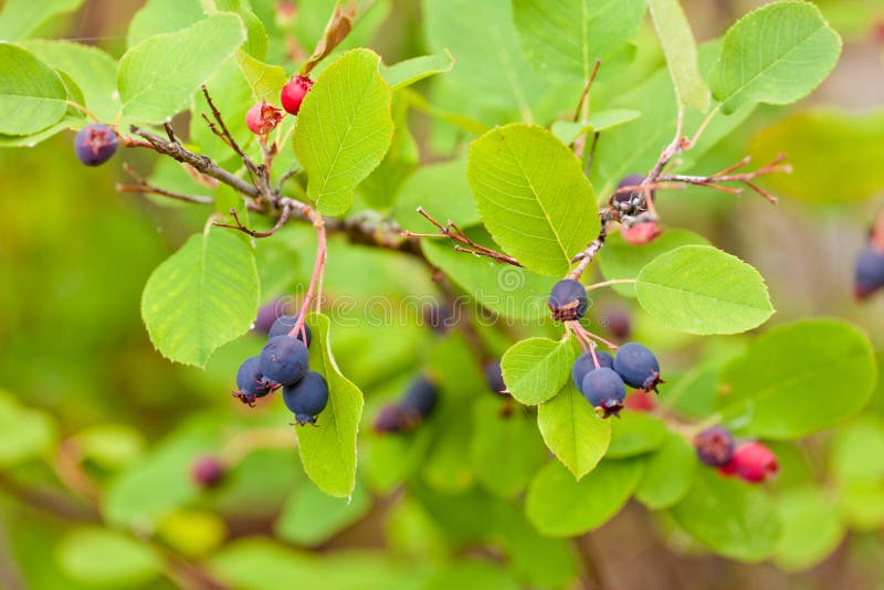 Amelanchier Saskato Onberry (Keře jsou, jsou vzpřímené, Keře jsou vzpřímené, muchovníku olšolistého) Amelanchier Saskato Onberry