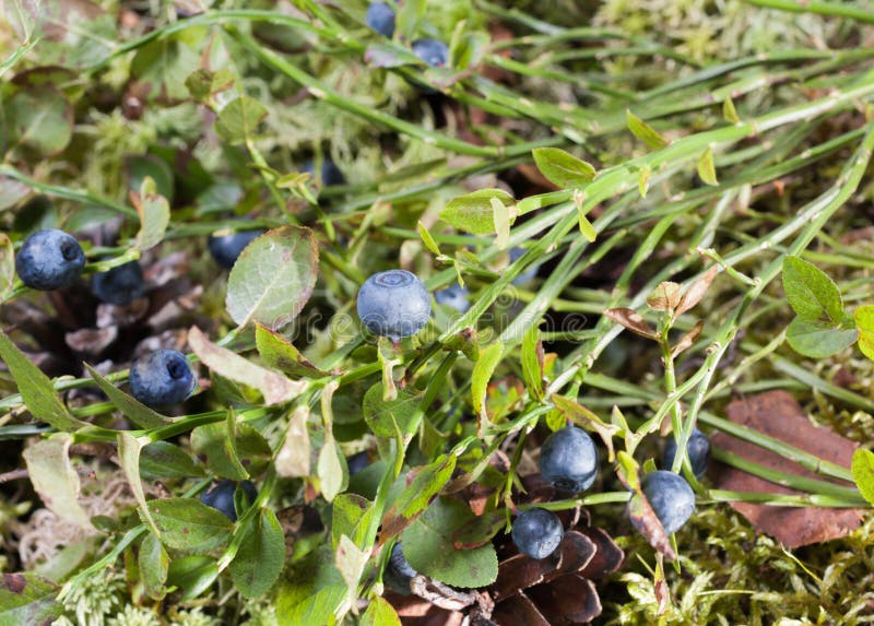 Ripe Forest Blueberries Growing On A Bush In The Forest Stock Photo