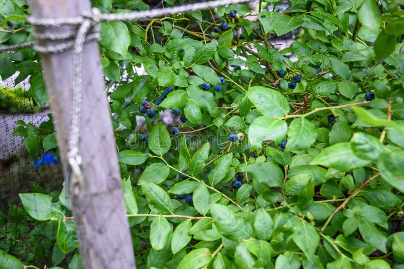 Ripe Blueberries Growing on a Blueberry Bush Under a Protective Net