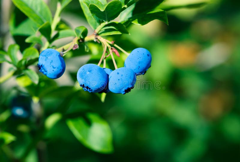 Ripe blueberry cluster royalty free stock photography Ripe blueberry cluster royalty free stock photography