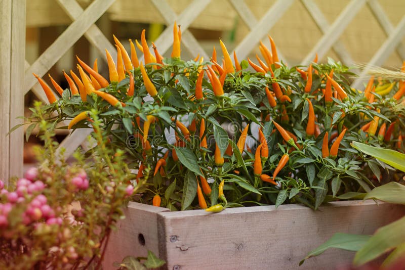 Ripe bright orange hot chili peppers on plant. Selective focus. Horizontal with copy space. Wallpaper about garde design