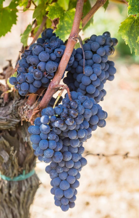 Ripe Brunello grapes, Sangiovese. Tuscany, Italy