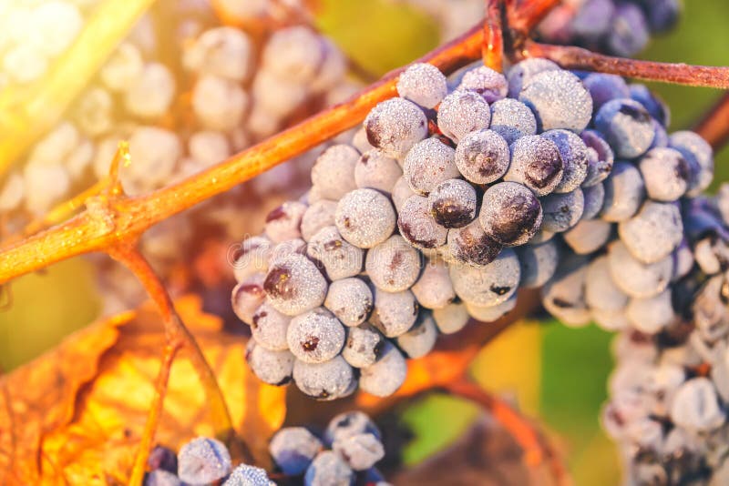 Ripe bunches of dark red grapes with frost and drops under nice light during sunrise, autumn harvesting of grapes in South Moravia stock photography Ripe bunches of dark red grapes with frost and drops under nice light during sunrise, autumn harvesting of grapes in South Moravia stock photography