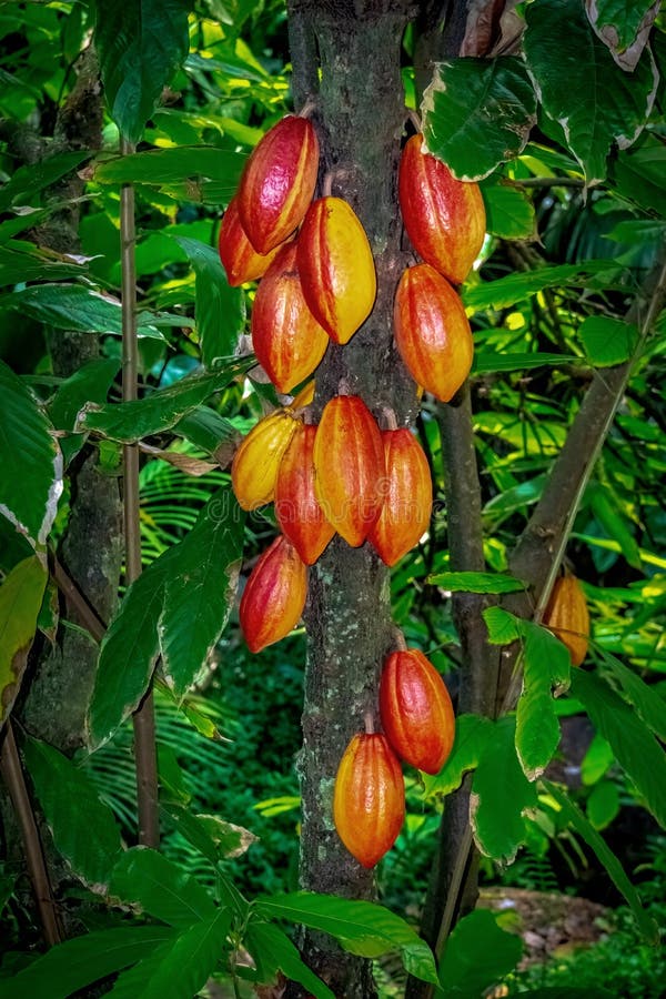 Hawaii Ripe pineapple stock photo. Image of hawaii 19635060