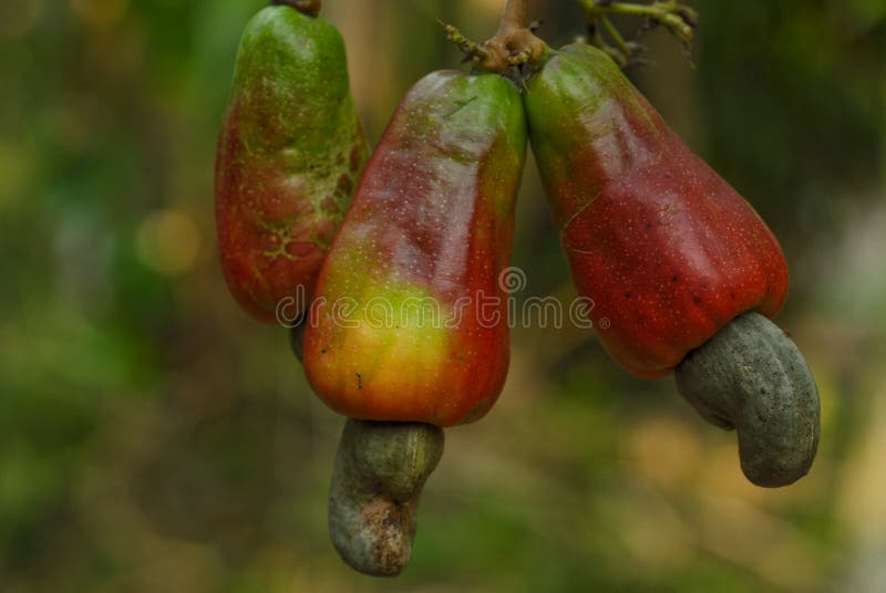Ripe cashew fruit stock image. Image of guatemala, guatemalan 52174789