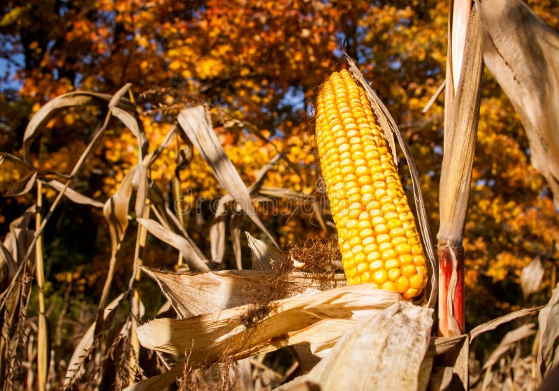 Ripe cattle corn stock photo. Image of agricultural, natural 70304100