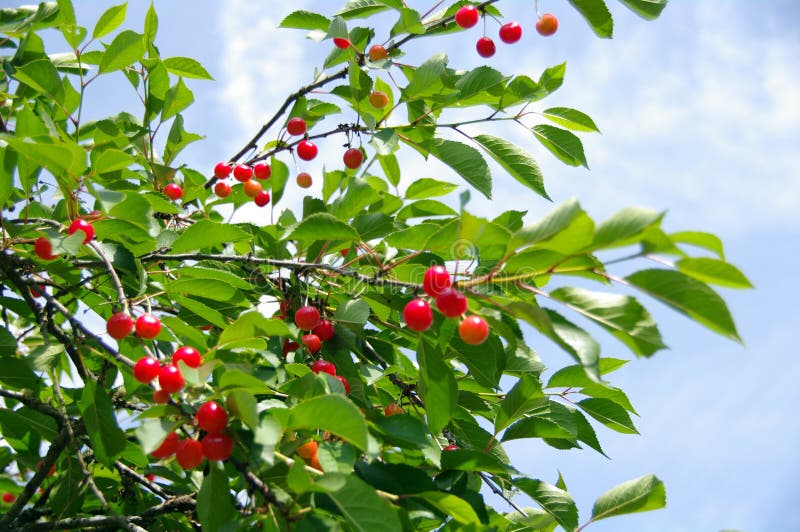 Ripe Cherries royalty free stock photography