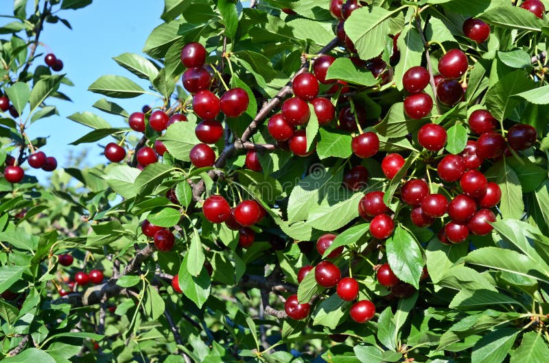 Ripe cherries royalty free stock images Ripe cherries royalty free stock images