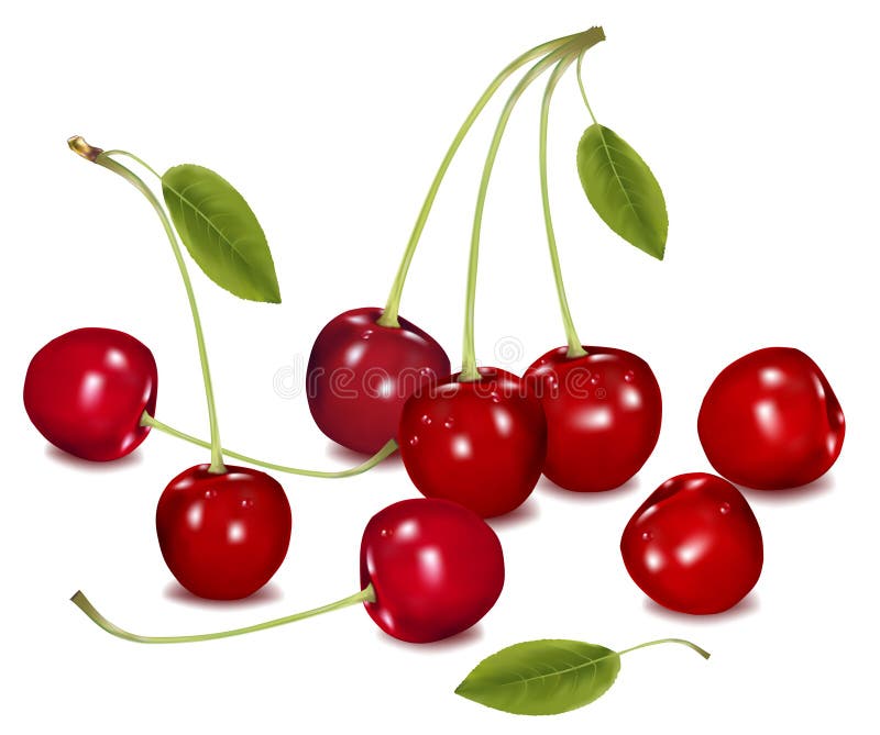 Two cherries. stock vector. Illustration of color, created 16455089