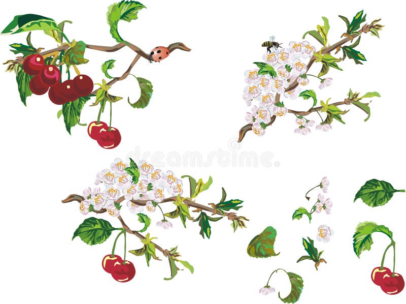 Ripe cherry and flowers