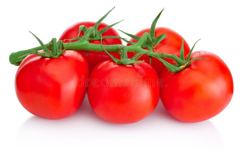 Ripe Cherry tomatoes on branch isolated on white background