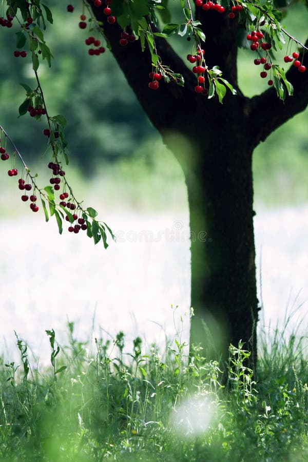 Ripe cherry tree