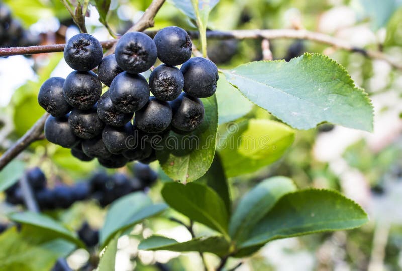 Ripe Chokeberry on the branches of a bush chokeberry in garden