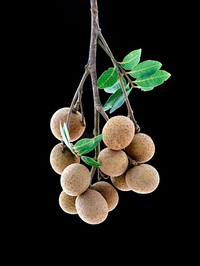 Ripe cluster of longan edible fruit isolated on black background, vertical shot stock image