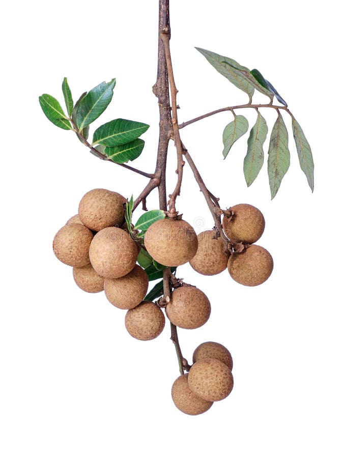 Ripe cluster of longan edible fruit isolated on white background, vertical shot stock photo