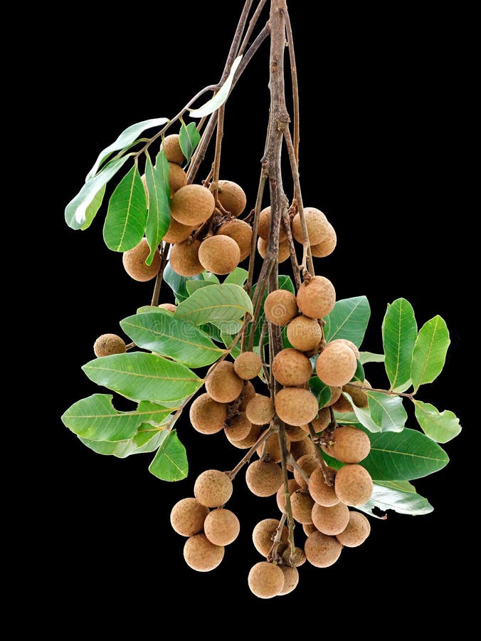 Ripe cluster of longan fruit isolated on black background, vertical shot royalty free stock images