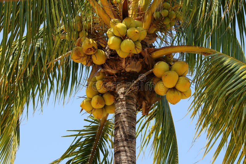 Coconuts In Palm Tree Ripe Yellow Fruit Stock Photo - Image of fruit ...