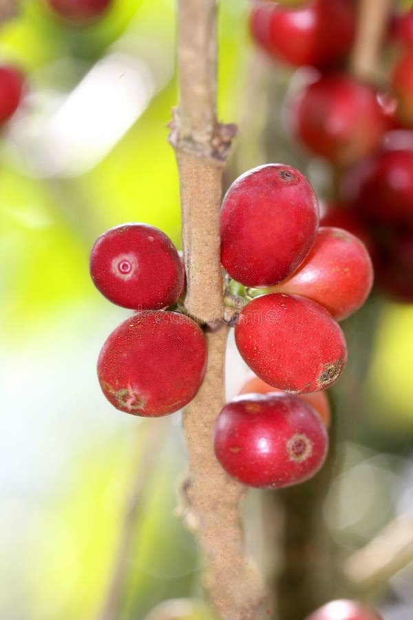 Ripe coffee beans on the branch