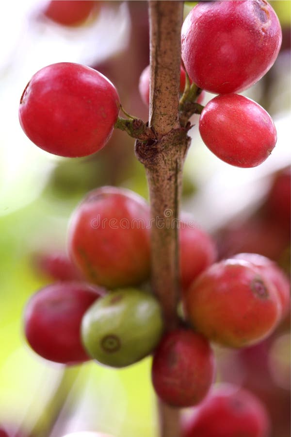 Ripe coffee beans on the branch