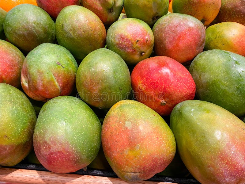 Mangos in a Bin at a Grocery Store Stock Image Image of nutrition
