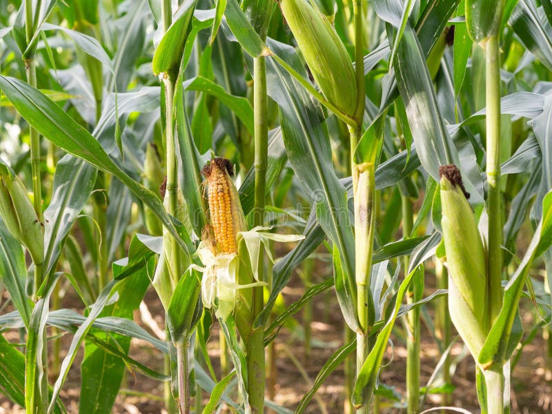Ripe Corn Growing in the Field Stock Image Image of indian, energy
