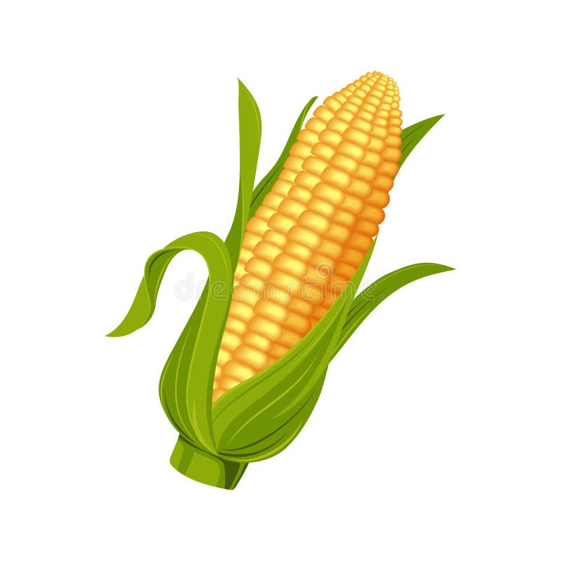 Corncob Vector Illustration Isolated on White Background. Stock Vector -  Illustration of object, healthy: 162611365