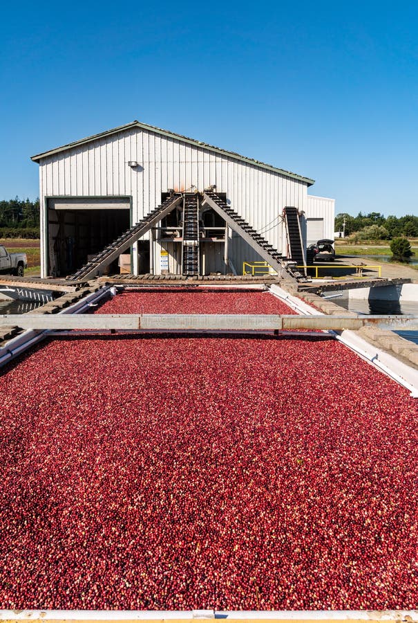 Ripe Cranberries Floating on Water at a Processing Plant. Stock Image
