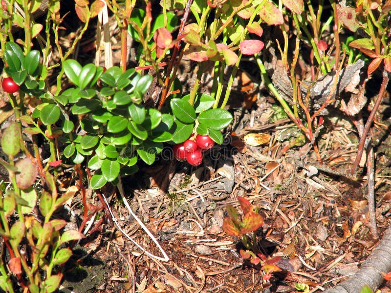 Cranberries stock photo. Image of vitisidaea, cranberries 101458864