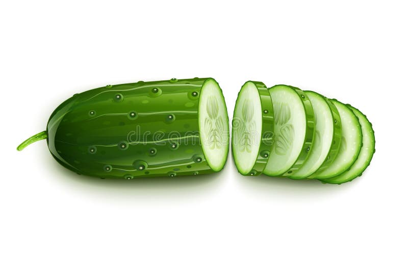 Ripe cucumber cut segment vector illustration on white background EPS10. Transparent objects used for shadows and lights drawing