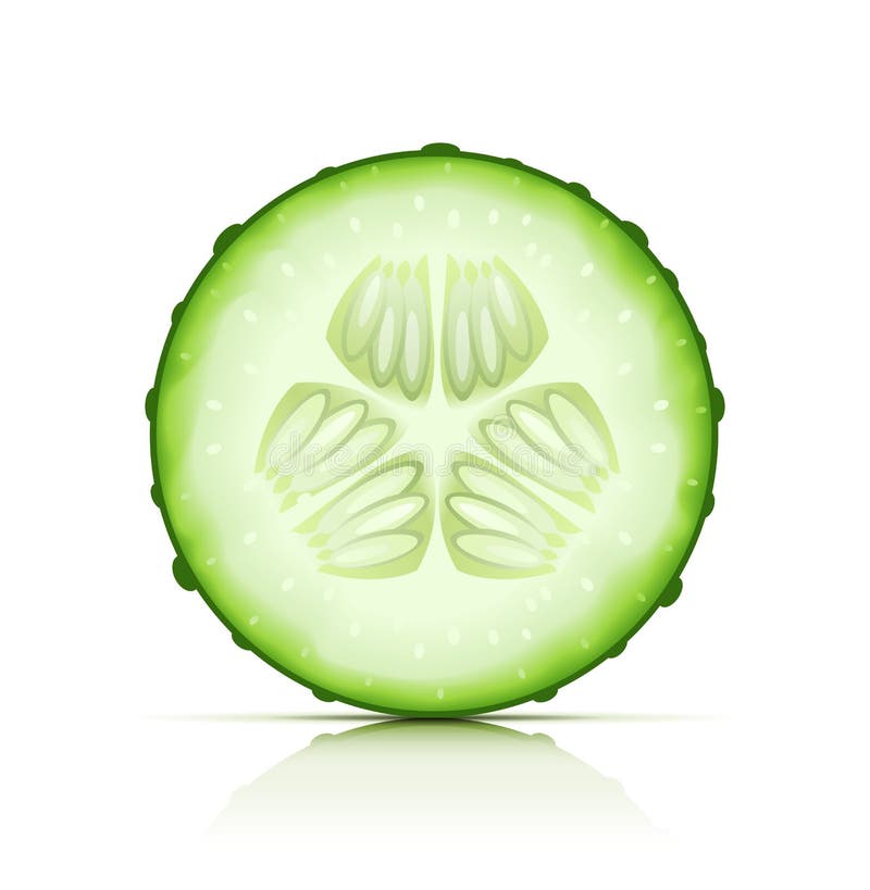 Ripe cucumber cut segment vector illustration on white background EPS10. Transparent objects used for shadows and lights drawing