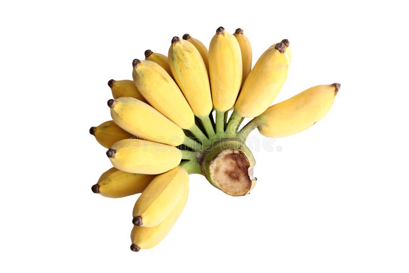 Ripe cultivated banana isolated. stock photography Ripe cultivated banana isolated. stock photography