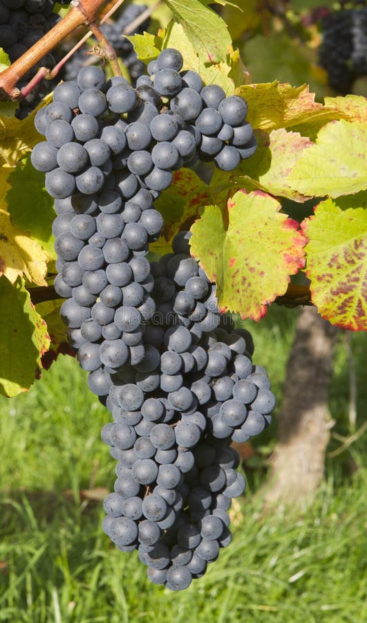 Lush, ripe deep blue wine grapes (red wine) on the vine with green and red leaves, very narrow depth of field. Lush, ripe deep blue wine grapes (red wine) on the vine with green and red leaves, very narrow depth of field.